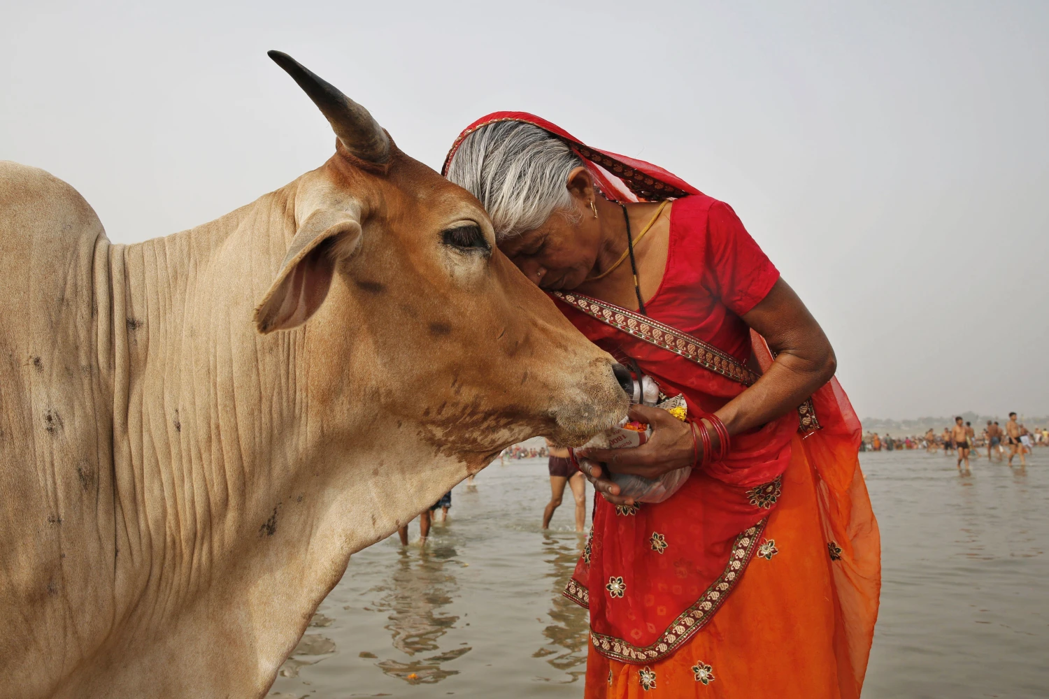 De ce în India aproape nu se consumă carne de vită-1