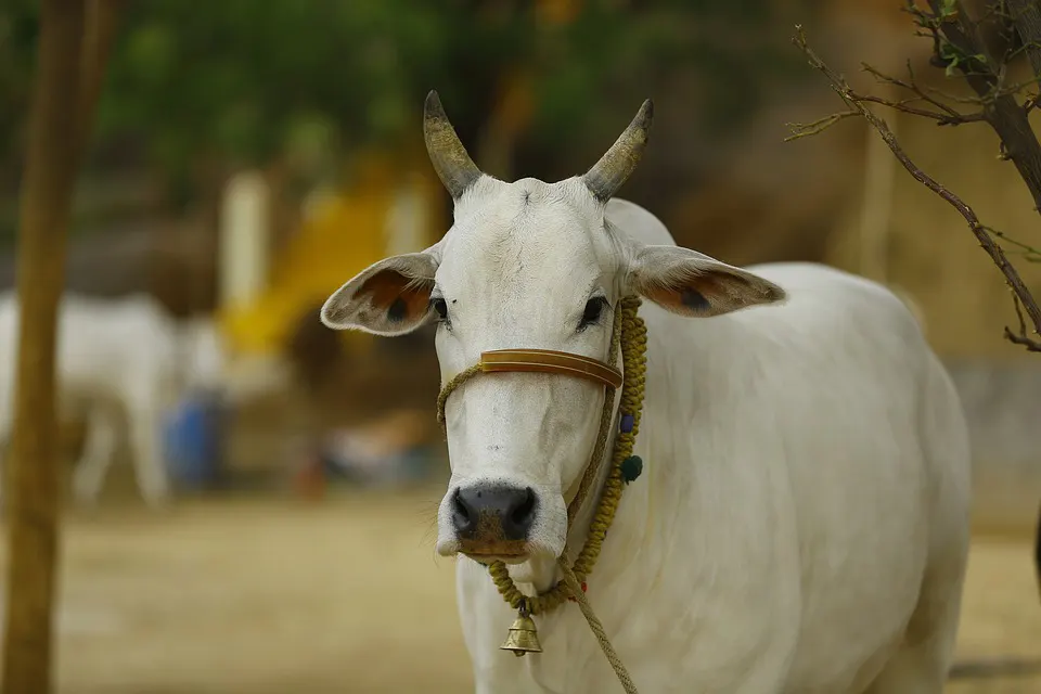 De ce carnea de vită este rar consumată în India